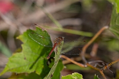 David Plant Photography - Wildlife Photography - Yellow-legged meadowhawk, Sympetrum vicinum - B