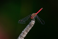 David Plant Photography - Wildlife Photography - Yellow-legged meadowhawk, Sympetrum vicinum - D