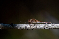 David Plant Photography - Wildlife Photography - Yellow-legged meadowhawk, Sympetrum vicinum - F