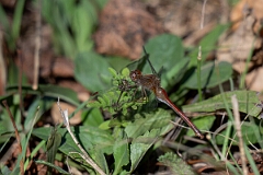 David Plant Photography - Wildlife Photography - Yellow-legged meadowhawk, Sympetrum vicinum - G