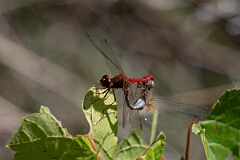 David Plant Photography - Wildlife Photography - Yellow-legged meadowhawk, Sympetrum vicinum - H