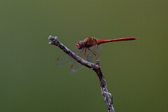David Plant Photography - Wildlife Photography - Yellow-legged meadowhawk, Sympetrum vicinum - I