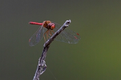 David Plant Photography - Wildlife Photography - Yellow-legged meadowhawk, Sympetrum vicinum - J