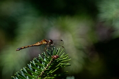 David Plant Photography - Wildlife Photography - Yellow-legged meadowhawk, Sympetrum vicinum - L