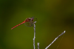David Plant Photography - Wildlife Photography - Yellow-legged meadowhawk, Sympetrum vicinum - M