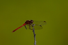 David Plant Photography - Wildlife Photography - Yellow-legged meadowhawk, Sympetrum vicinum - N