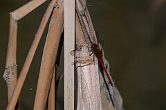 David Plant Photography - Wildlife Photography - Yellow-legged meadowhawk, Sympetrum vicinum - O