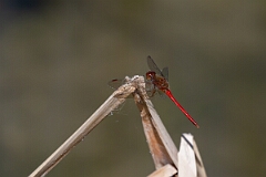 David Plant Photography - Wildlife Photography - Yellow-legged meadowhawk, Sympetrum vicinum - P