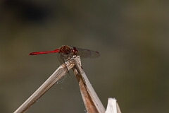 David Plant Photography - Wildlife Photography - Yellow-legged meadowhawk, Sympetrum vicinum - Q
