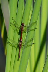 David Plant Photography - Wildlife Photography - Yellow-legged meadowhawk, Sympetrum vicinum - R