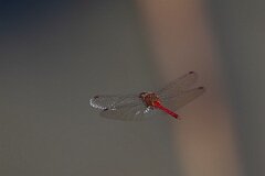 David Plant Photography - Wildlife Photography - Yellow-legged meadowhawk, Sympetrum vicinum - S