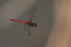 David Plant Photography - Wildlife Photography - Yellow-legged meadowhawk, Sympetrum vicinum - T