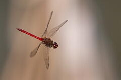 David Plant Photography - Wildlife Photography - Yellow-legged meadowhawk, Sympetrum vicinum - V