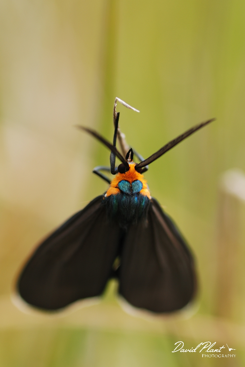 David Plant Photography - Wildlife Photographer - Ctenucha virginica - A.jpg - Ctenucha virginica - Burnt Lands, ON