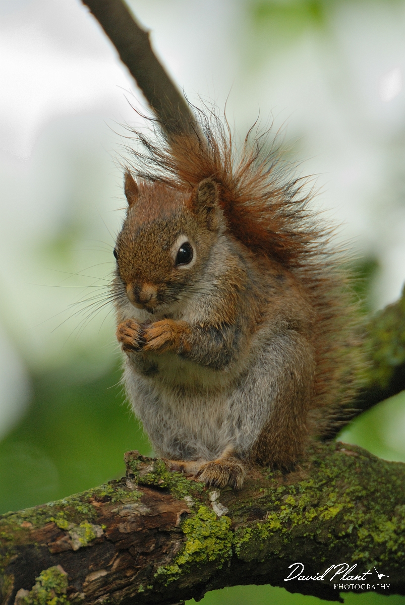 David Plant Photography - Wildlife Photographer - American red squirrel - A.jpg - American red squirrel juvenile - Ottawa, ON