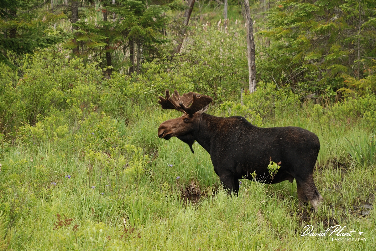 David Plant Photography - Wildlife Photographer - Moose - A.jpg - Moose male - Algonquin, ON