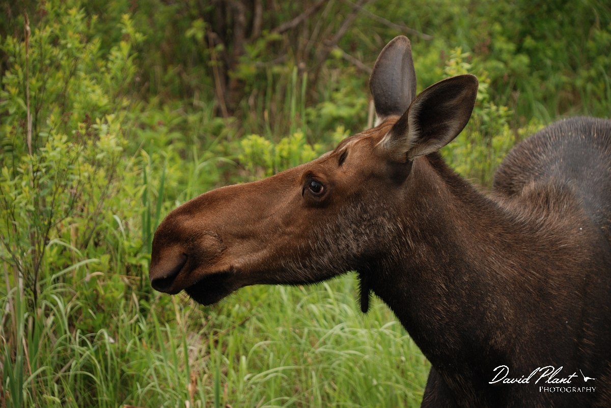 David Plant Photography - Wildlife Photographer - Moose - B.jpg - Moose female head - Algonquin, ON