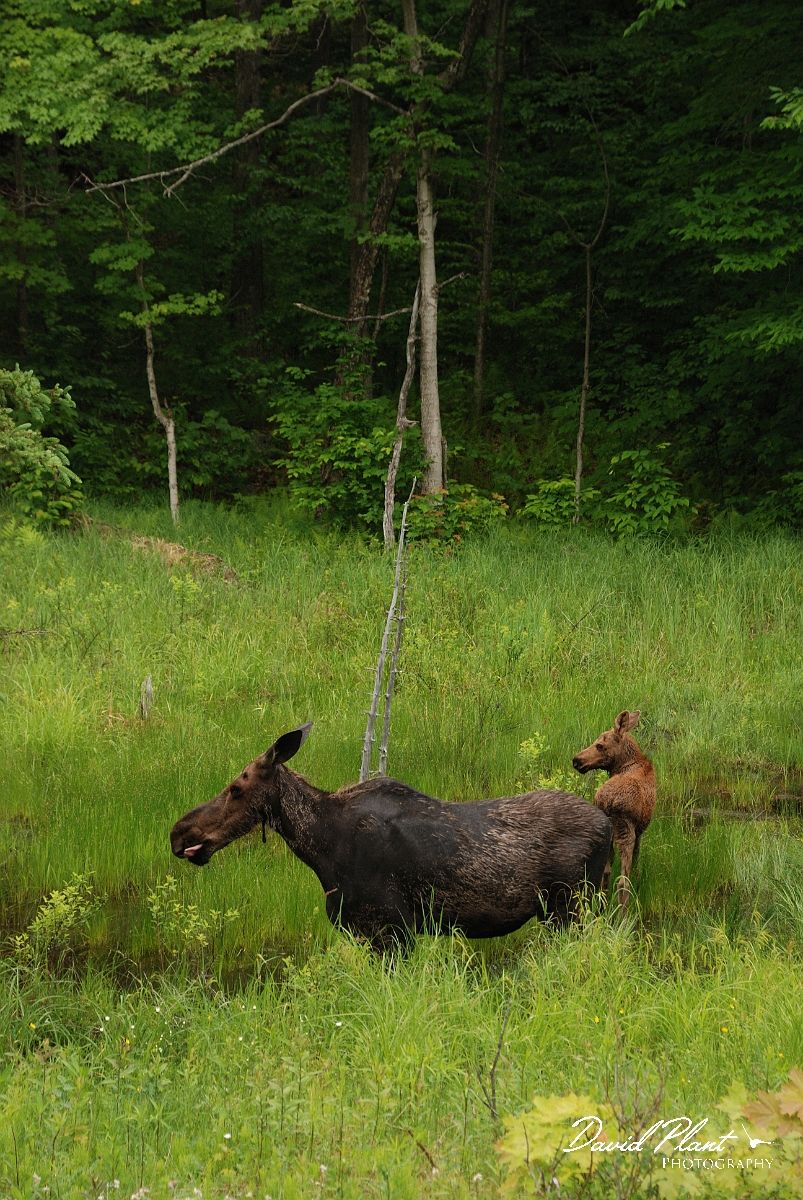 David Plant Photography - Wildlife Photographer - Moose - C.jpg - Moose female and calf - Algonquin, ON