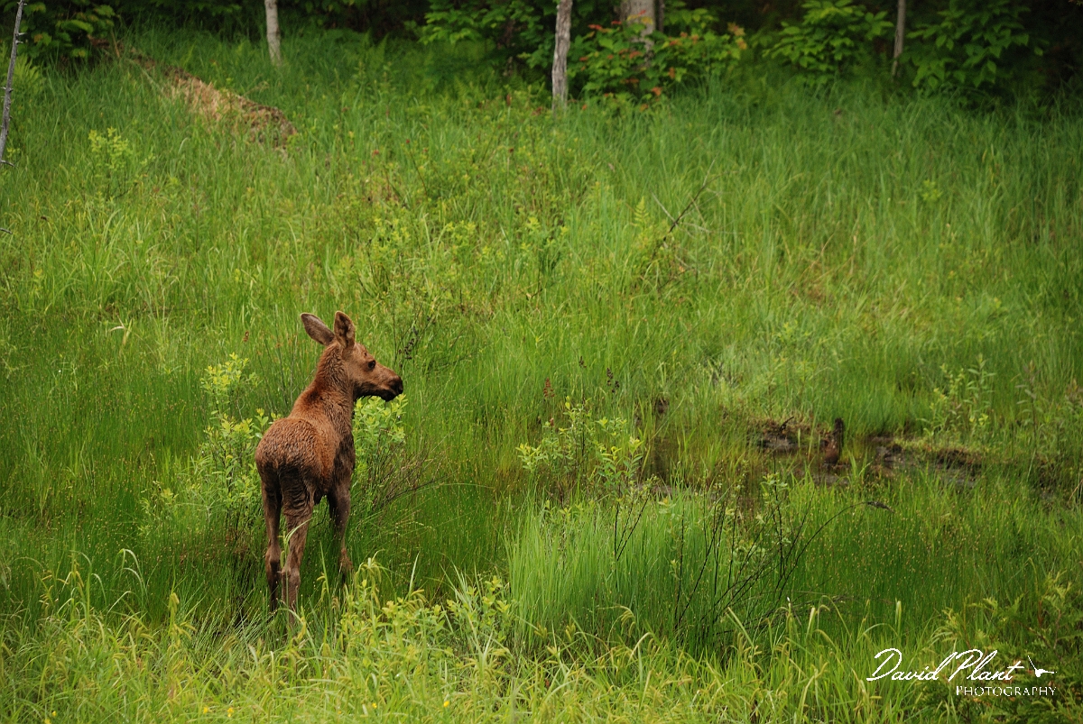 David Plant Photography - Wildlife Photographer - Moose - D.jpg - Moose calf - Algonquin, ON