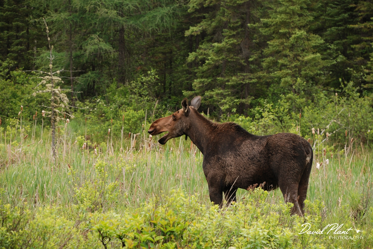 David Plant Photography - Wildlife Photographer - Moose - F.jpg - Moose female - Algonquin, ON