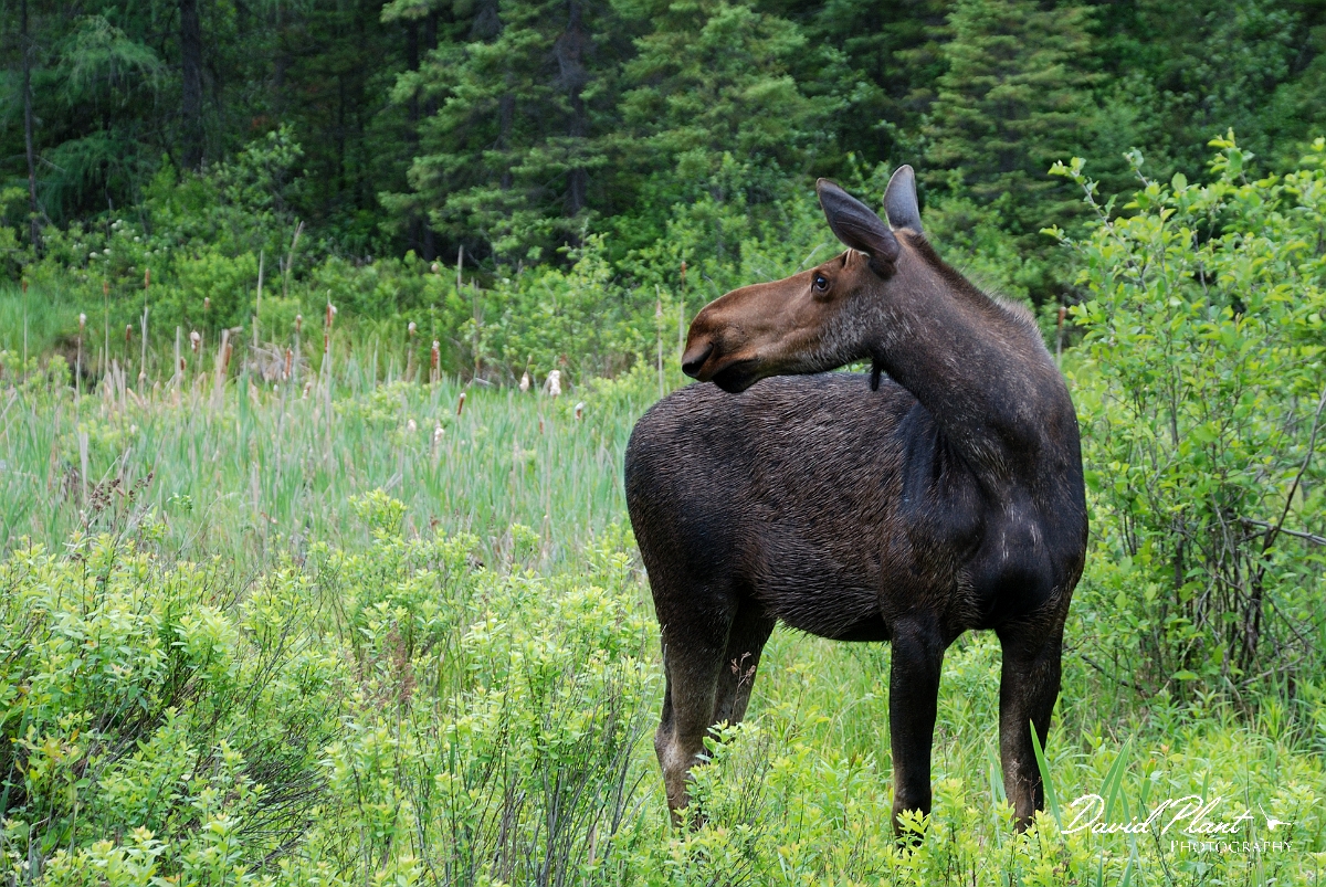 David Plant Photography - Wildlife Photographer - Moose - J.jpg - Moose female - Algonquin, ON