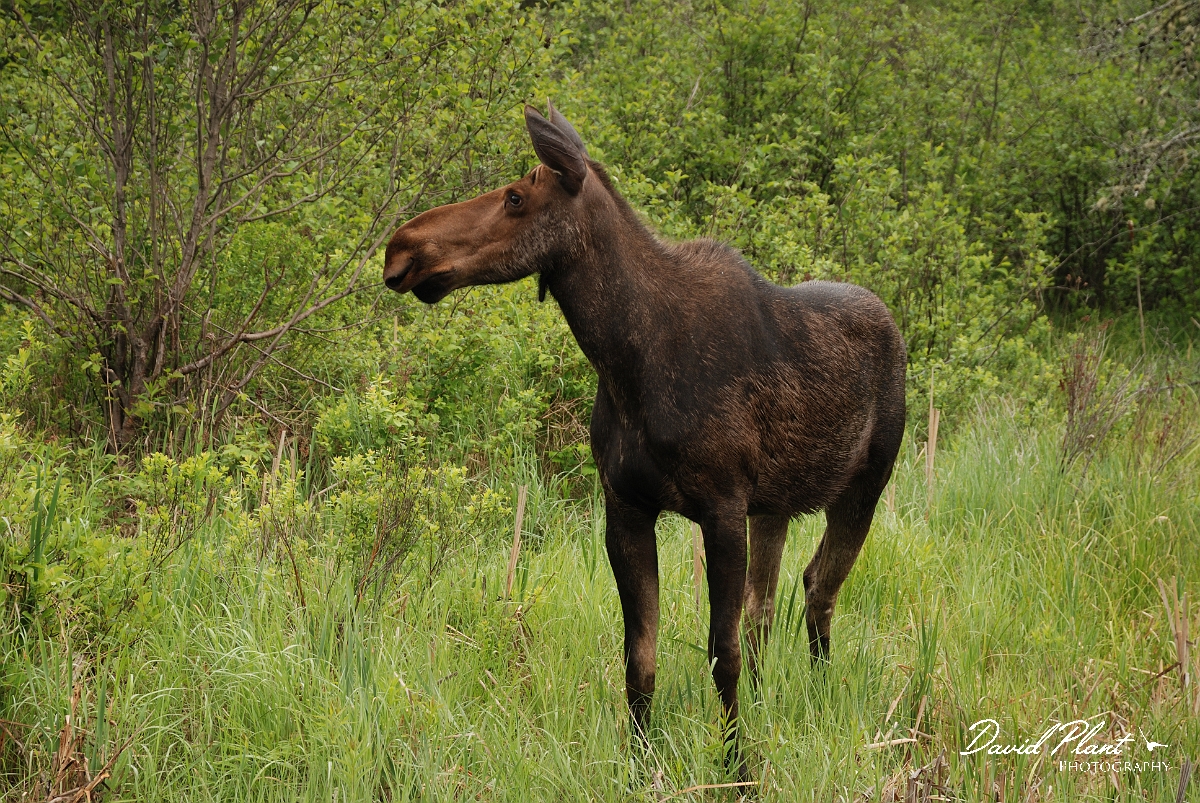 David Plant Photography - Wildlife Photographer - Moose - K.jpg - Moose female - Algonquin, ON