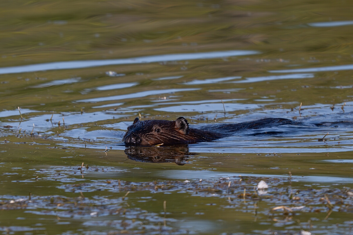 David Plant Photography - Wildlife Photography - American beaver - A.jpg - American beaver - Sarsaparilla trail, Stony Swamp, Ontario