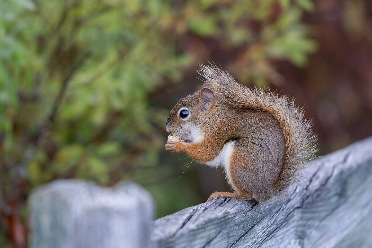 David Plant Photography - Wildlife Photography - American red squirrel - D.jpg - American red squirrel - Beaver trail, Stony Swamp, Ontario