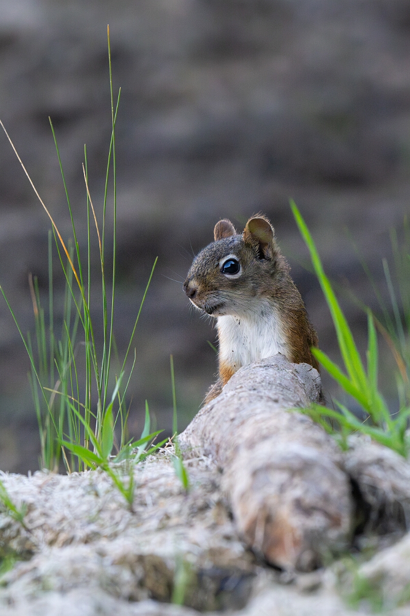 David Plant Photography - Wildlife Photography - American red squirrel - E.jpg - American red squirrel - Burnt Land Provincial Park, Ontario