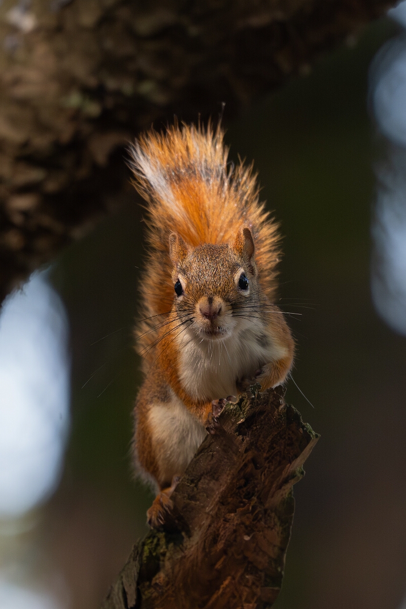 David Plant Photography - Wildlife Photography - American red squirrel - F.jpg - American red squirrel - Sarsaparilla trail, Stony Swamp, Ontario
