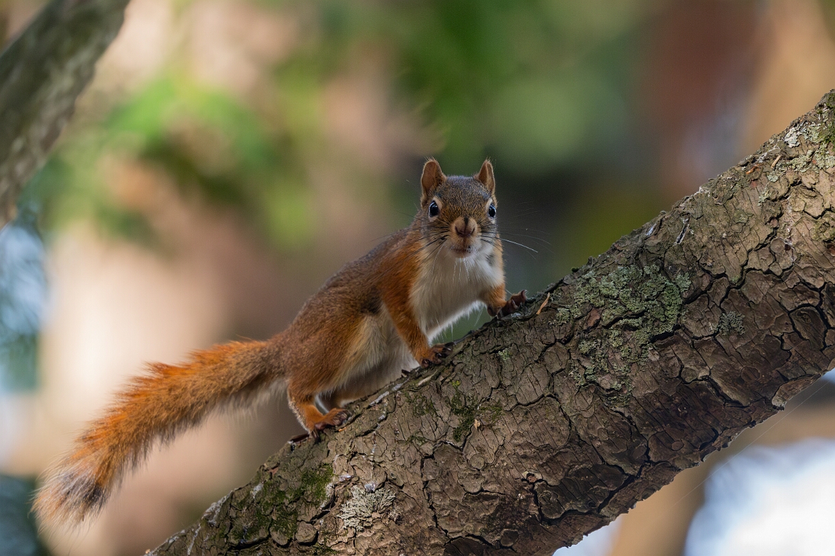 David Plant Photography - Wildlife Photography - American red squirrel - H.jpg - American red squirrel - Sarsaparilla trail, Stony Swamp, Ontario