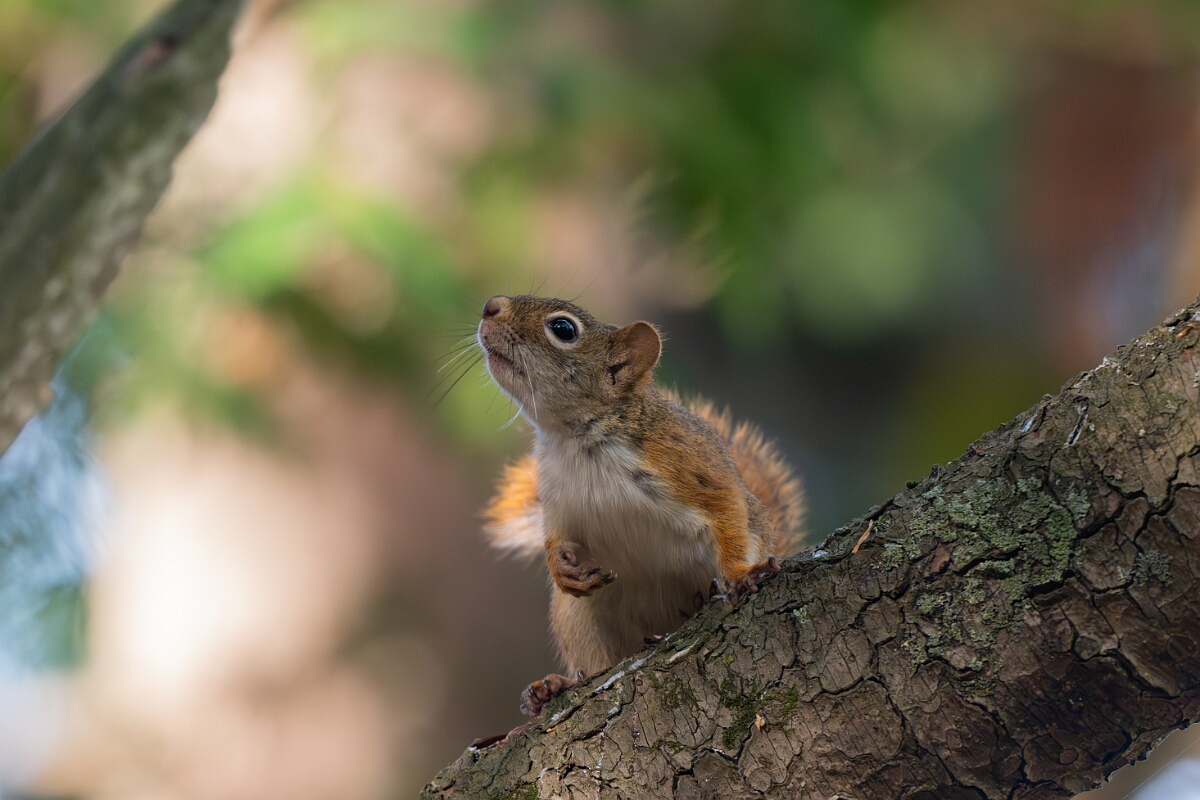 David Plant Photography - Wildlife Photography - American red squirrel - I.jpg - American red squirrel - Sarsaparilla trail, Stony Swamp, Ontario