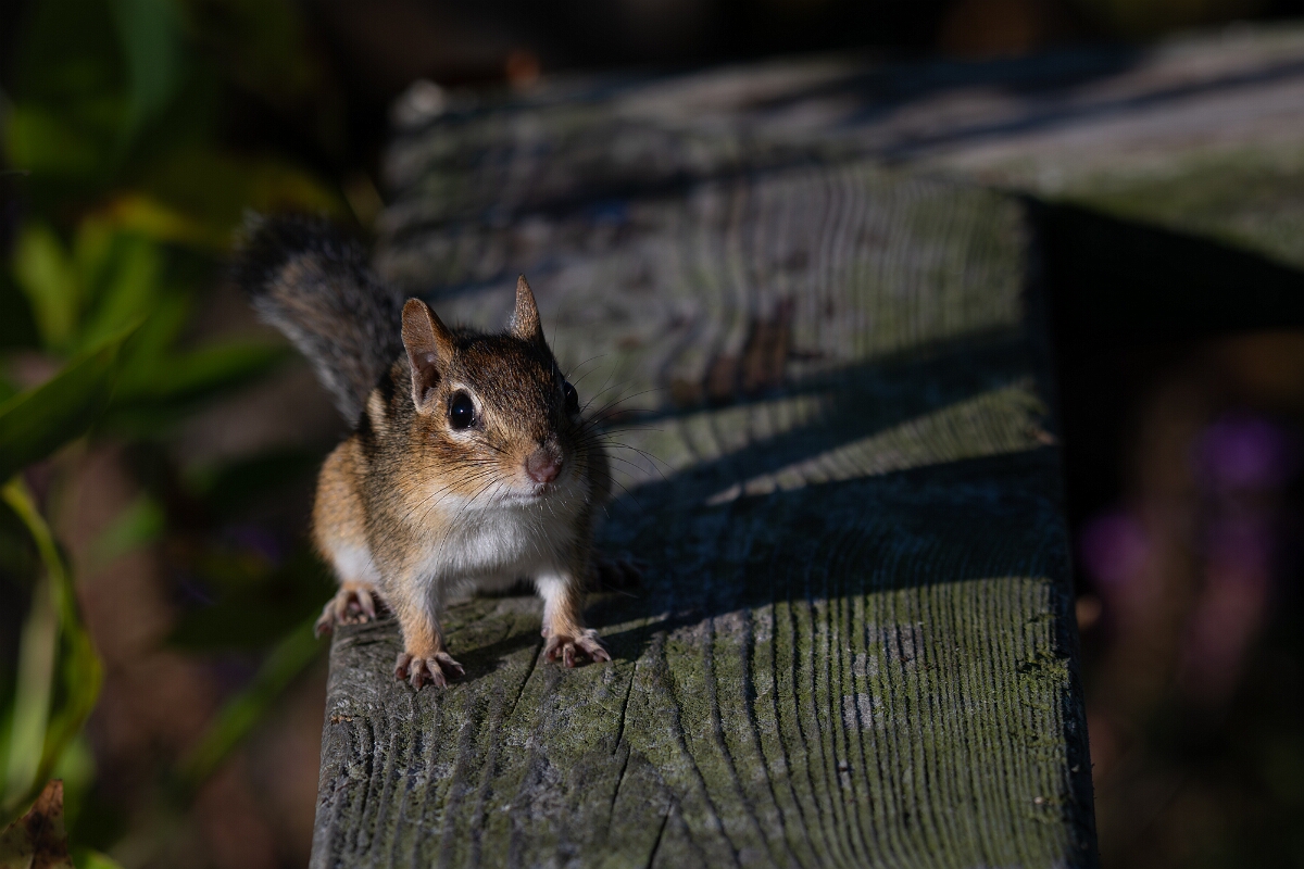David Plant Photography - Wildlife Photography - Eastern chipmunk - A.jpg - Eastern chipmunk - Beaver trail, Stony Swamp, Ontario