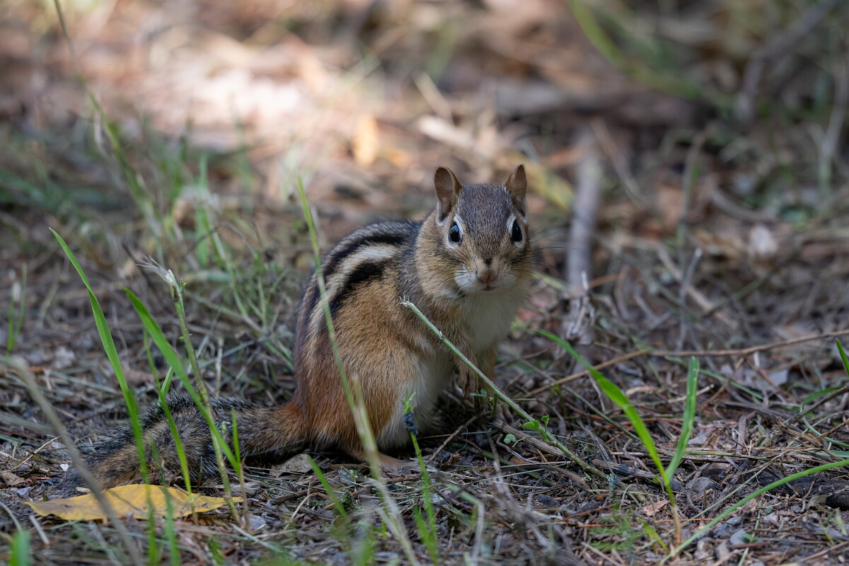 David Plant Photography - Wildlife Photography - Eastern chipmunk - C.jpg - Eastern chipmunk - Long Island, Rideau River, Ontario