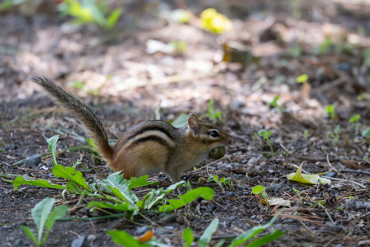 David Plant Photography - Wildlife Photography - Eastern chipmunk - D.jpg - Eastern chipmunk - Long Island, Rideau River, Ontario