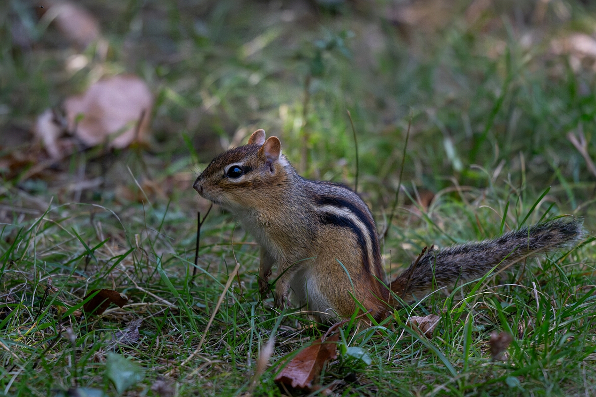 David Plant Photography - Wildlife Photography - Eastern chipmunk - E.jpg - Eastern chipmunk - Sarsaparilla trail, Stony Swamp, Ontario