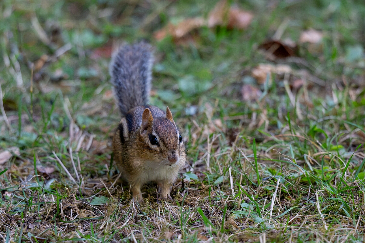 David Plant Photography - Wildlife Photography - Eastern chipmunk - F.jpg - Eastern chipmunk - Sarsaparilla trail, Stony Swamp, Ontario