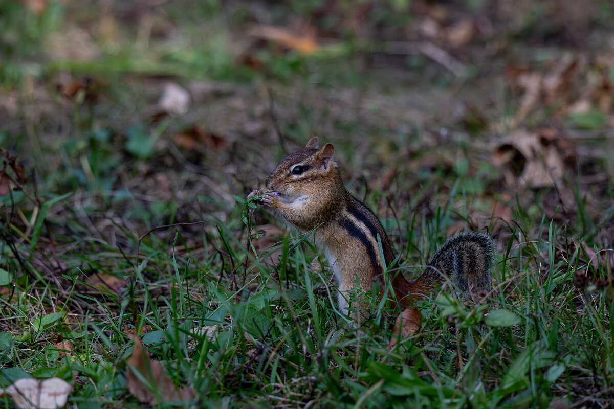 David Plant Photography - Wildlife Photography - Eastern chipmunk - H.jpg - Eastern chipmunk - Sarsaparilla trail, Stony Swamp, Ontario