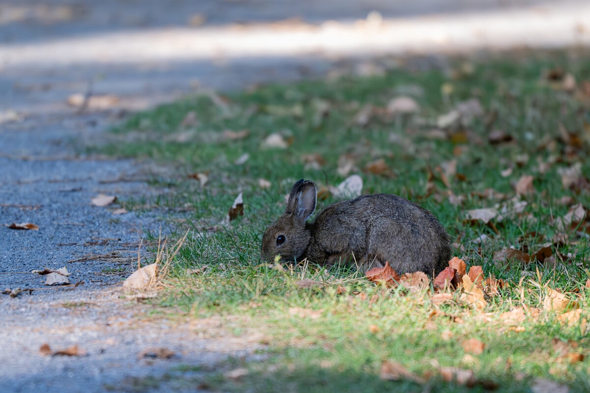 David Plant Photography - Wildlife Photography - Eastern cottontail - A.jpg - Eastern cottontail - Sarsaparilla trail, Stony Swamp, Ontario