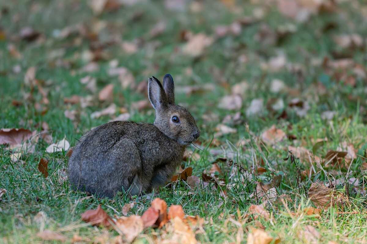 David Plant Photography - Wildlife Photography - Eastern cottontail - B.jpg - Eastern cottontail - Sarsaparilla trail, Stony Swamp, Ontario