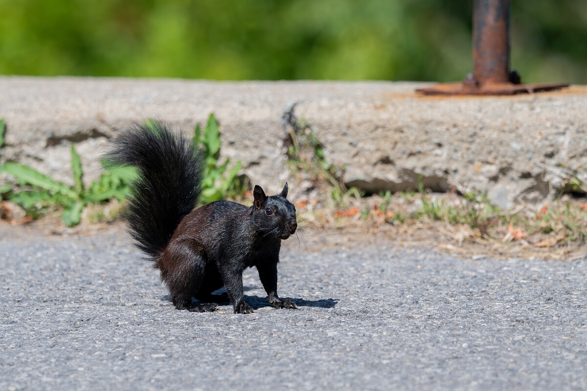 David Plant Photography - Wildlife Photography - Eastern grey squirrel - C.jpg - Eastern grey squirrel - Long Island, Rideau River, Ontario