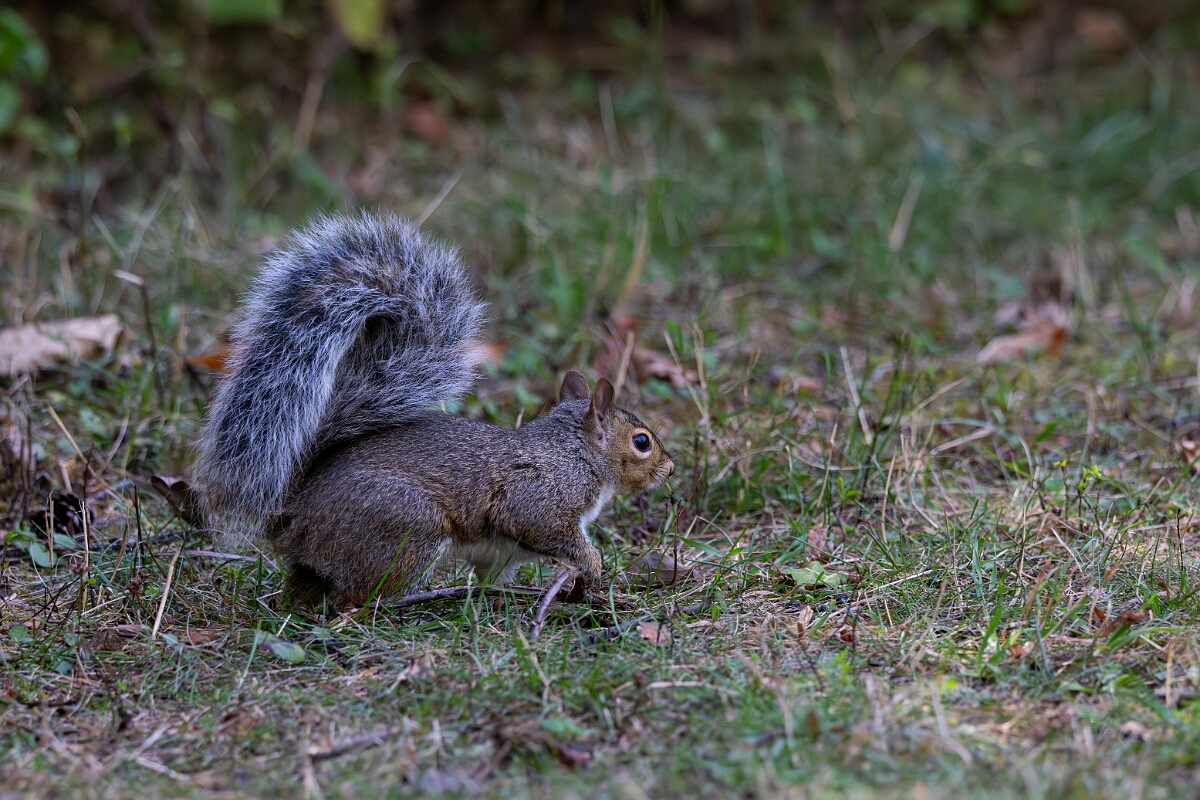 David Plant Photography - Wildlife Photography - Eastern grey squirrel - D.jpg - Eastern grey squirrel - Sarsaparilla trail, Stony Swamp, Ontario