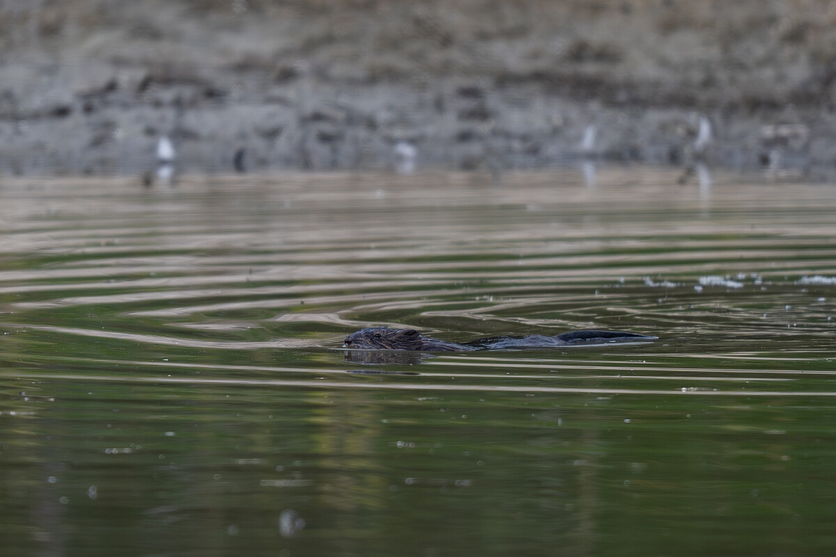 David Plant Photography - Wildlife Photography - Muskrat - A.jpg - Muskrat -  Burnt Land Provincial Park, Ontario