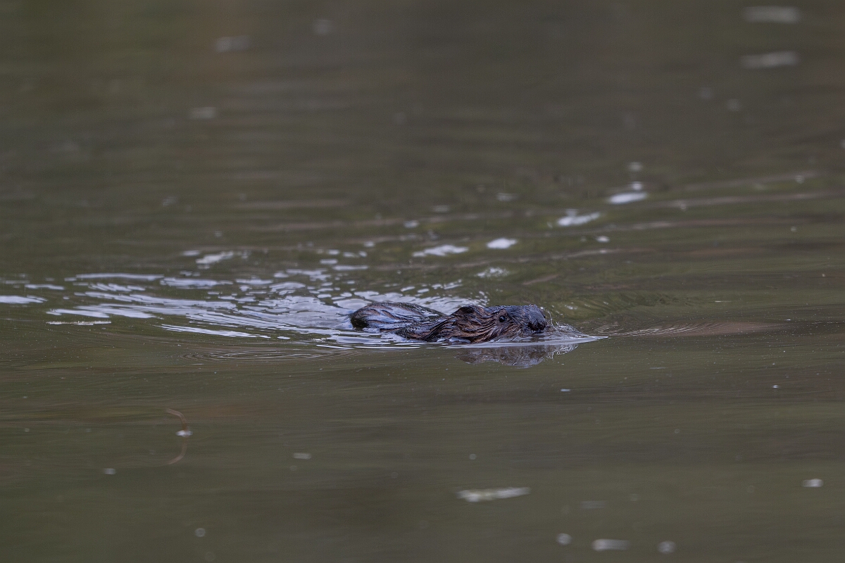 David Plant Photography - Wildlife Photography - Muskrat - B.jpg - Muskrat -  Burnt Land Provincial Park, Ontario