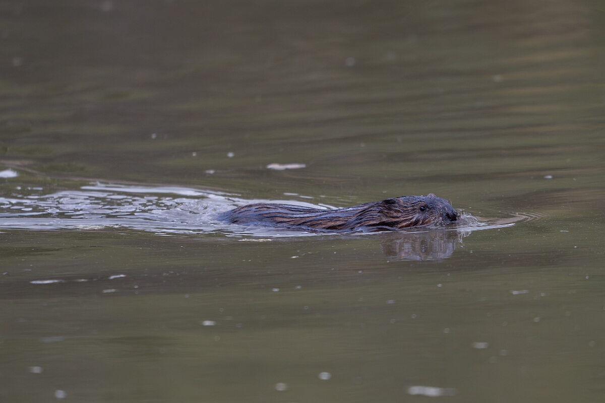 David Plant Photography - Wildlife Photography - Muskrat - D.jpg - Muskrat -  Burnt Land Provincial Park, Ontario