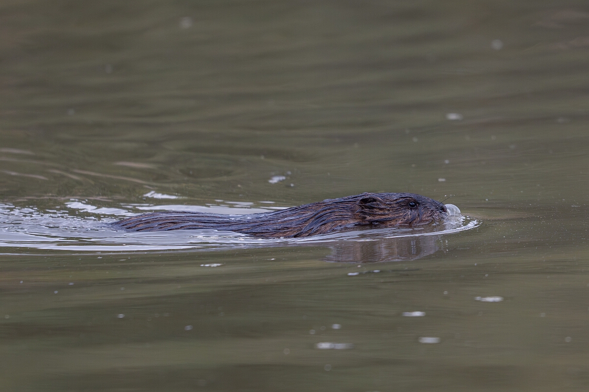 David Plant Photography - Wildlife Photography - Muskrat - E.jpg - Muskrat -  Burnt Land Provincial Park, Ontario
