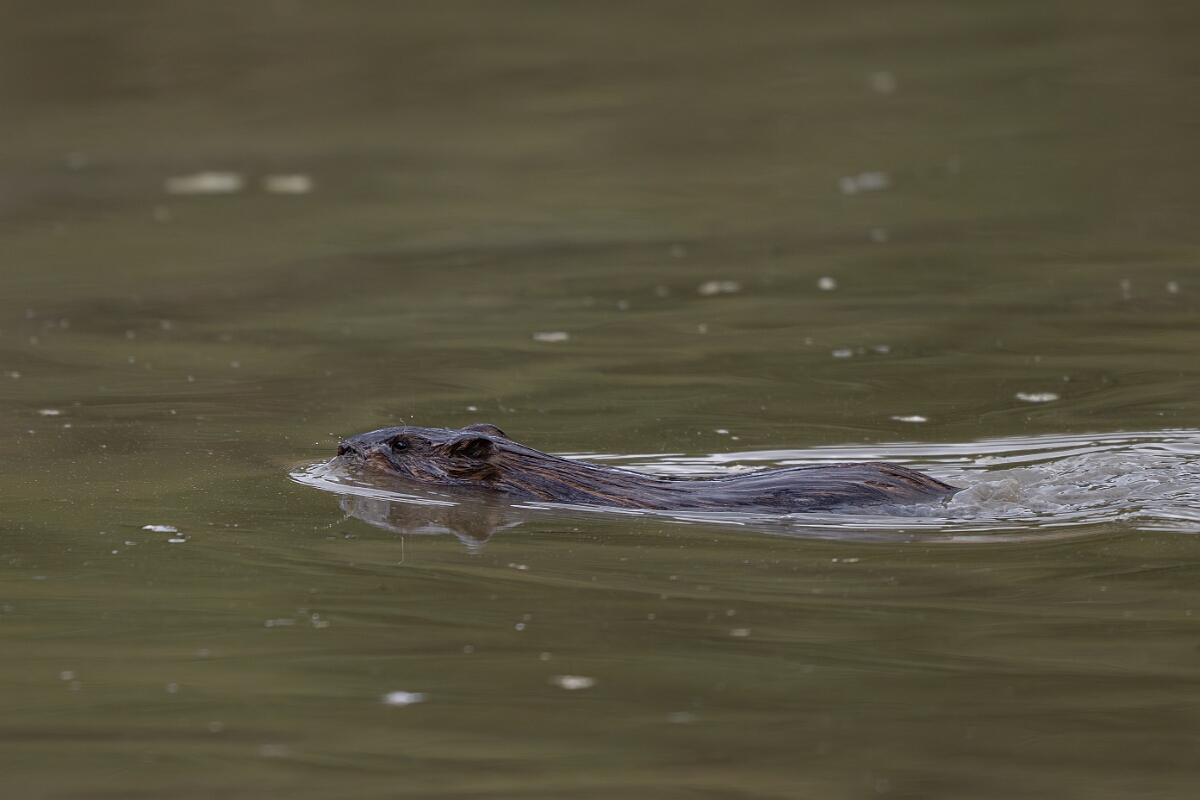 David Plant Photography - Wildlife Photography - Muskrat - F.jpg - Muskrat -  Burnt Land Provincial Park, Ontario