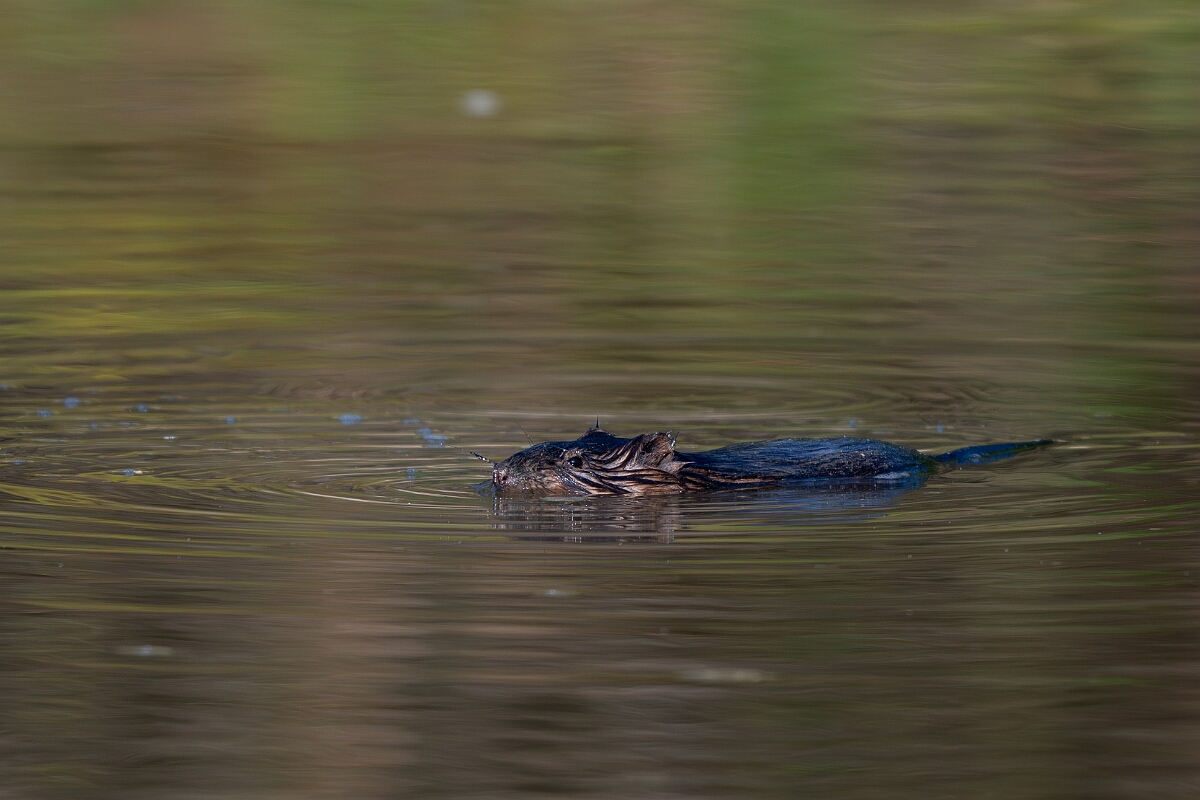 David Plant Photography - Wildlife Photography - Muskrat - H.jpg - Muskrat -  Burnt Land Provincial Park, Ontario