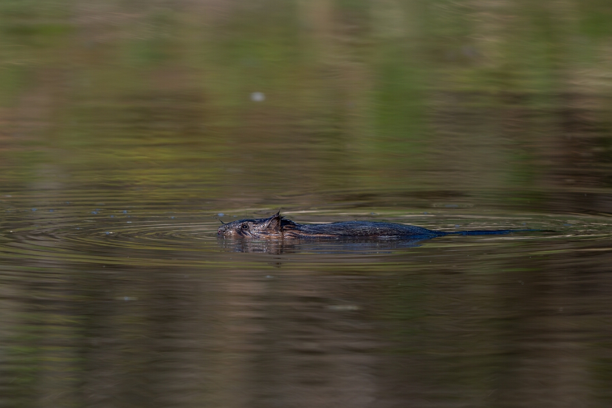 David Plant Photography - Wildlife Photography - Muskrat - I.jpg - Muskrat -  Burnt Land Provincial Park, Ontario