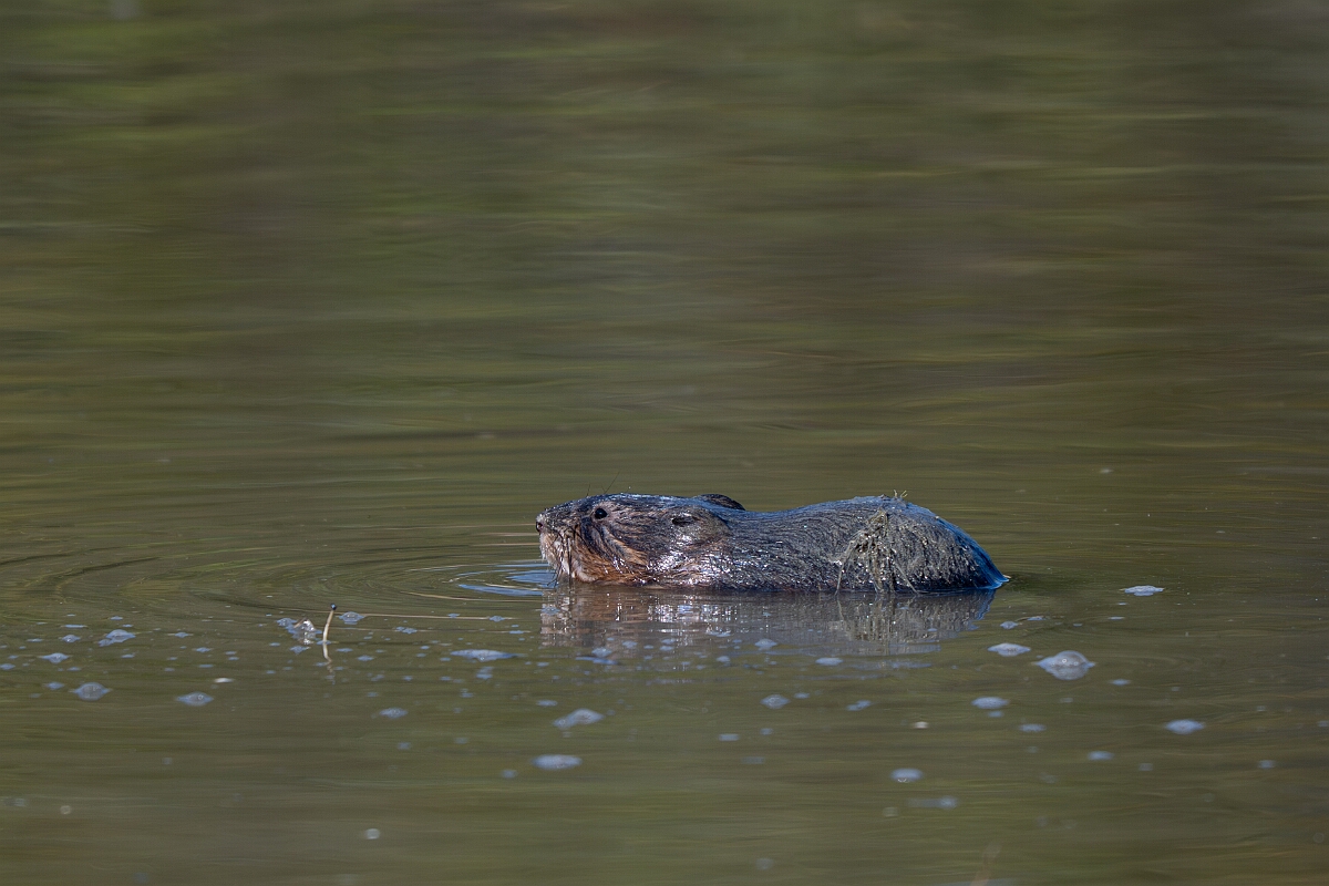 David Plant Photography - Wildlife Photography - Muskrat - J.jpg - Muskrat -  Burnt Land Provincial Park, Ontario